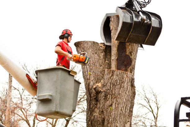 Best Hazardous Tree Removal  in St Pauls, NC